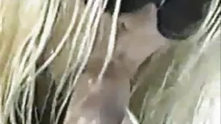 گرم لڑکی ایک بڑا لنڈ لیتا ہے اور اس میں فلم سکس داستان دار مختلف عہدوں